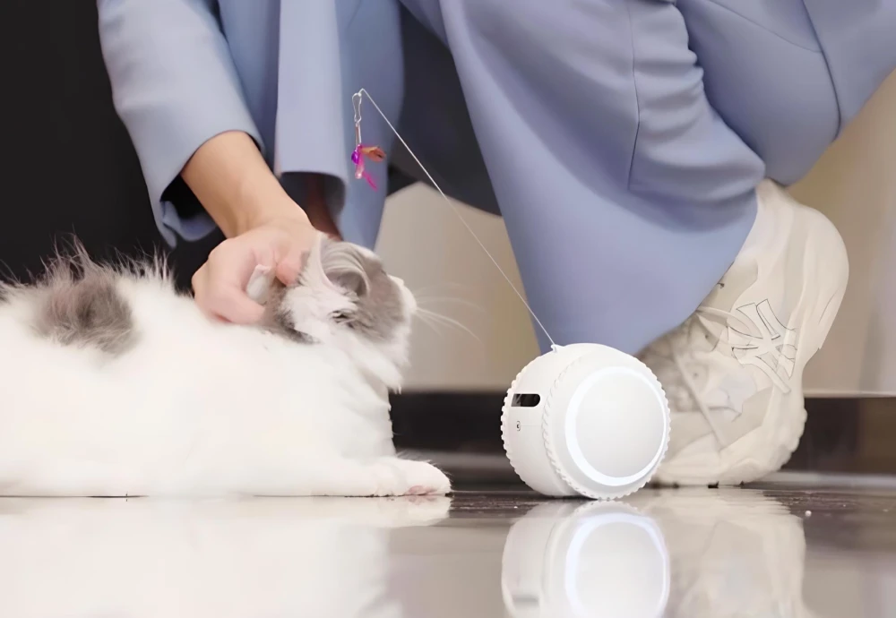 pet robot camera